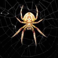 Spider in Net Wallpapers PX ~ Wallpapers Spider