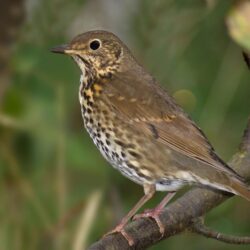 Best 44+ Thrush Wallpapers on HipWallpapers