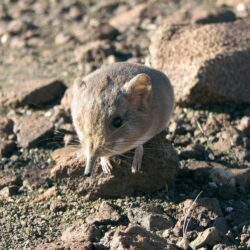 New Shrew Looks Like a Mouse, but It’s More of an Elephant