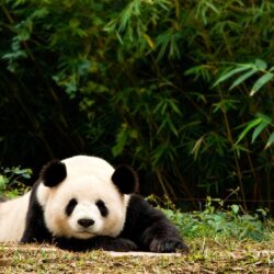 Desktop Wallpapers Giant panda Bears animal