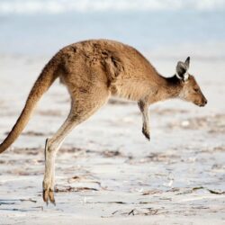 Kangaroo Wallpapers Image Photos Pictures Backgrounds