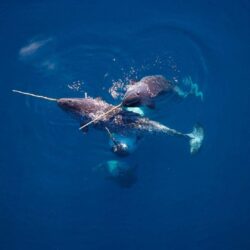 Narwhal HD Wallpapers 18397