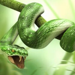 Green 3d Snake HD Wallpapers