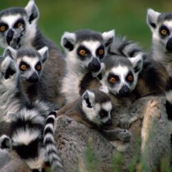 Lemurs image Madagascar Lemurs HD wallpapers and backgrounds photos
