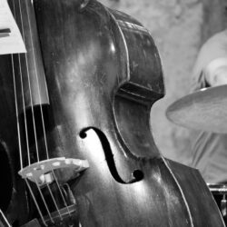 brown double bass free image