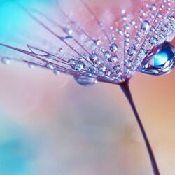Download Wallpapers For Android, Flower, Water Drops, Dew