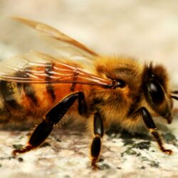 Honey Bee HD Wallpapers