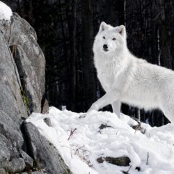 20 HD Wolf Wallpapers