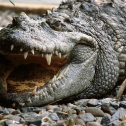Alligator Wallpapers Full Hd Wallpapers Search Animal Picture