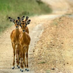 Animals: Impala Animals Uganda Roads Wallpapers Animal Hd for HD
