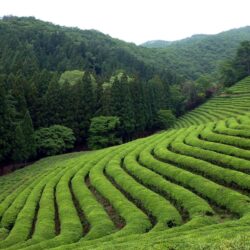 Destination Exploration: The Green Tea Fields of Boseong