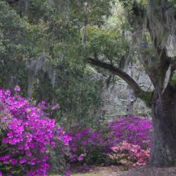 south carolina state flower wallpapers