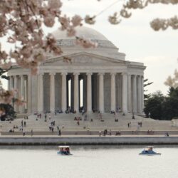 Free stock photo of cherry blossoms, jefferson memorial, monument