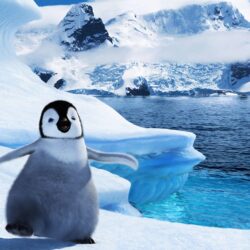 Baby Penguin Wallpapers