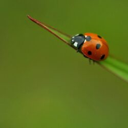 Beetles Tag wallpapers: Leaves Beetles Plants Nature Animals Insects
