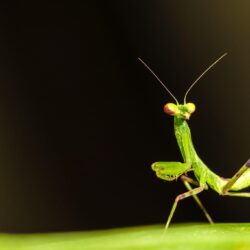 105 Praying Mantis HD Wallpapers