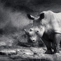 Black And White Rhino Wallpapers – Backgrounds Wallpapers HD