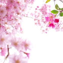 Beautiful Sakura Wallpapers HD