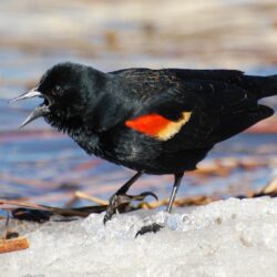 Suzanne Britton Nature Photography: Red