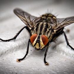 Closeup Photo of Black and Gray Housefly on White Surface