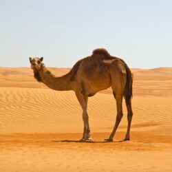 Camel in Namib Desert 4K Wallpapers