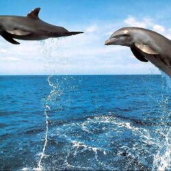 3D Jumping Dolphin Wallpapers