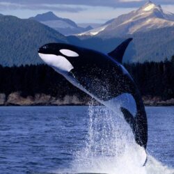 Orca HD wallpapers