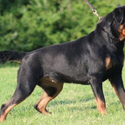 Rottweiler Pictures 5 HD Wallpapers