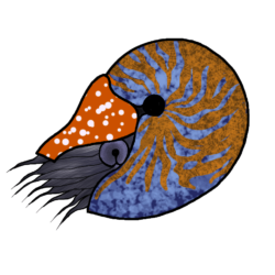 Nautilus & Free Nautilus Transparent Image