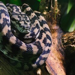 Boa constrictor on a tree log wallpapers