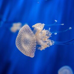 Sea Nettle Jellyfish Medusa Genoa Wallpapers and Free Stock
