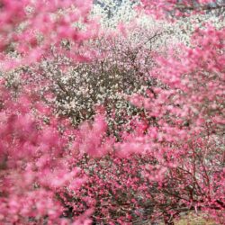 Desktop Sakura Cherry Blossom Wallpapers