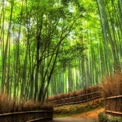 Arashiyama Bamboo Grove