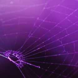 Macro Spider Purple Wallpapers
