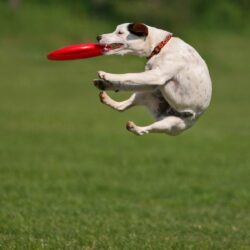 animals, Grass, Dogs, Frisbee Wallpapers HD / Desktop and Mobile