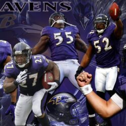 Baltimore Ravens Wallpapers 2014