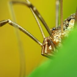 Download wallpapers spider, legs, insect, grass