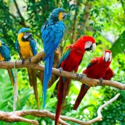Image For > Blue Macaw Parrot Wallpapers