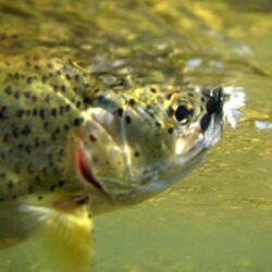 Rainbow Trout Pictures Free