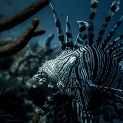 Zebra Fish Pictures