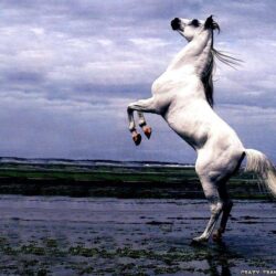 Arabian Horse Wallpapers Android Wallpapers computer