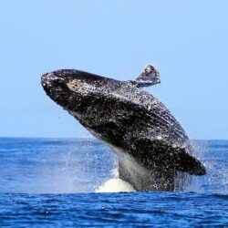 9 Humpback Whale HD Wallpapers