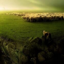 Sheep Wallpapers for Walls Outstanding 20 Fantastic Hd Animal Herd