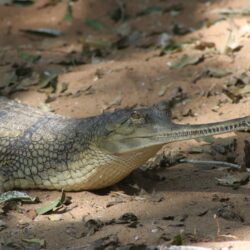 Gharial Free HD Wallpapers Image Backgrounds