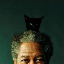 Morgan Freeman Cat Hat : wallpapers