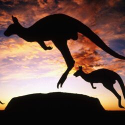 kangaroos, Ayers Rock, Uluru HD Wallpapers / Desktop and Mobile