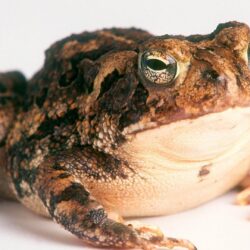amphibians toads wallpapers High Quality Wallpapers