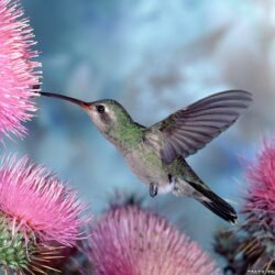 FunMozar – Hummingbird