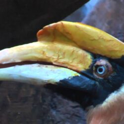 A Hornbill Bird