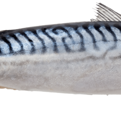 Scomber scombrus. Atlantic mackerel.
